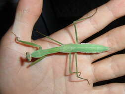 Image of Chinese mantis