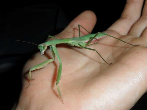 Image of Chinese mantis