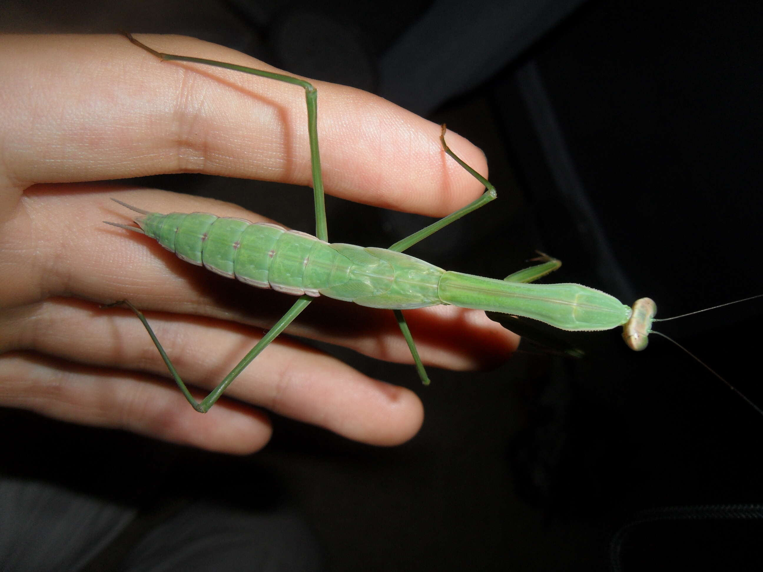 Image of Chinese mantis