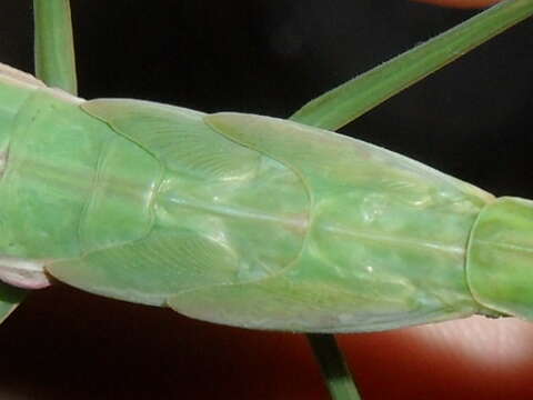 Image of Chinese mantis