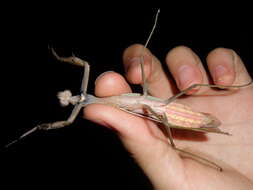 Image of Chinese mantis