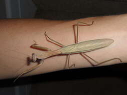 Image of Chinese mantis