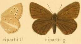 Image of Polyommatus ripartii