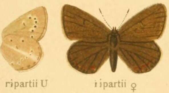 Image of Polyommatus ripartii