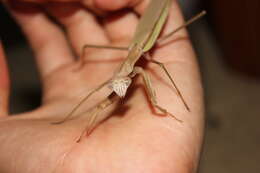 Image of Chinese mantis