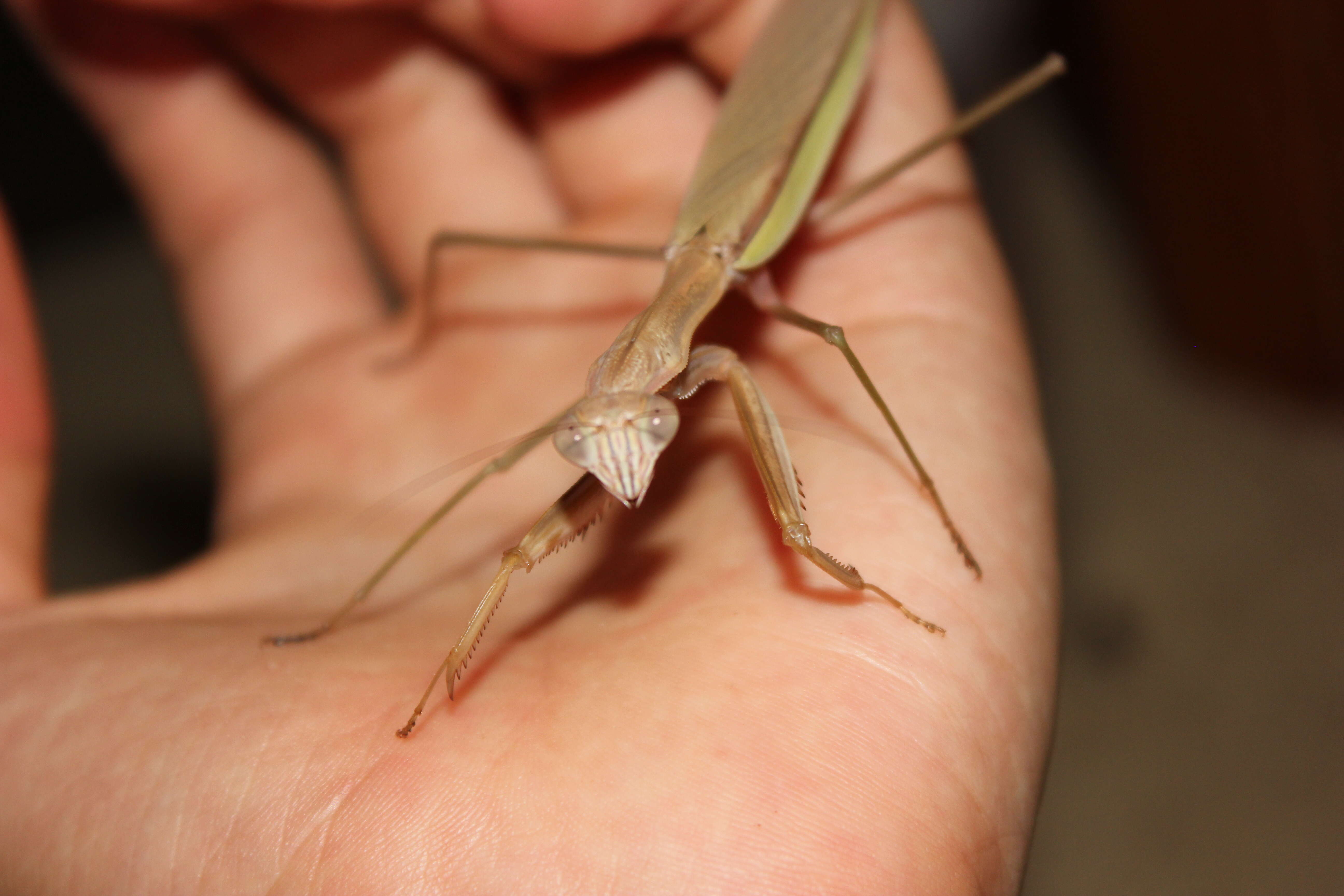 Image of Chinese mantis