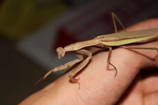 Image of Chinese mantis