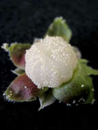 Sivun Epigaea asiatica Maxim. kuva