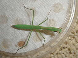 Image of Chinese mantis