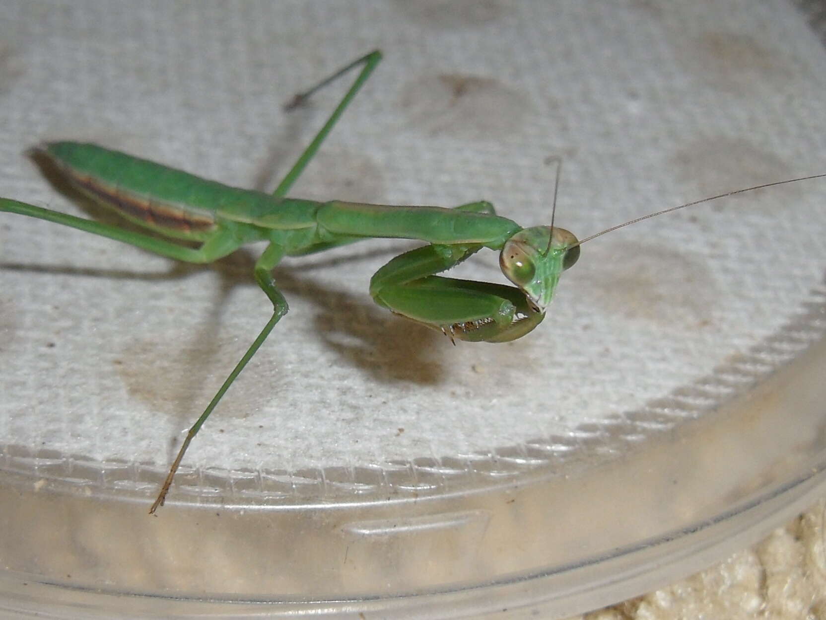 Image of Chinese mantis