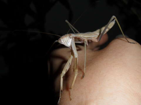 Image of Chinese mantis