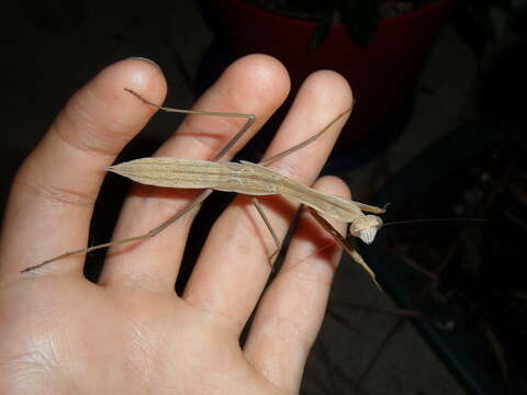 Image of Chinese mantis