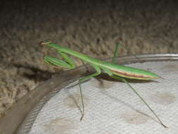 Image of Chinese mantis