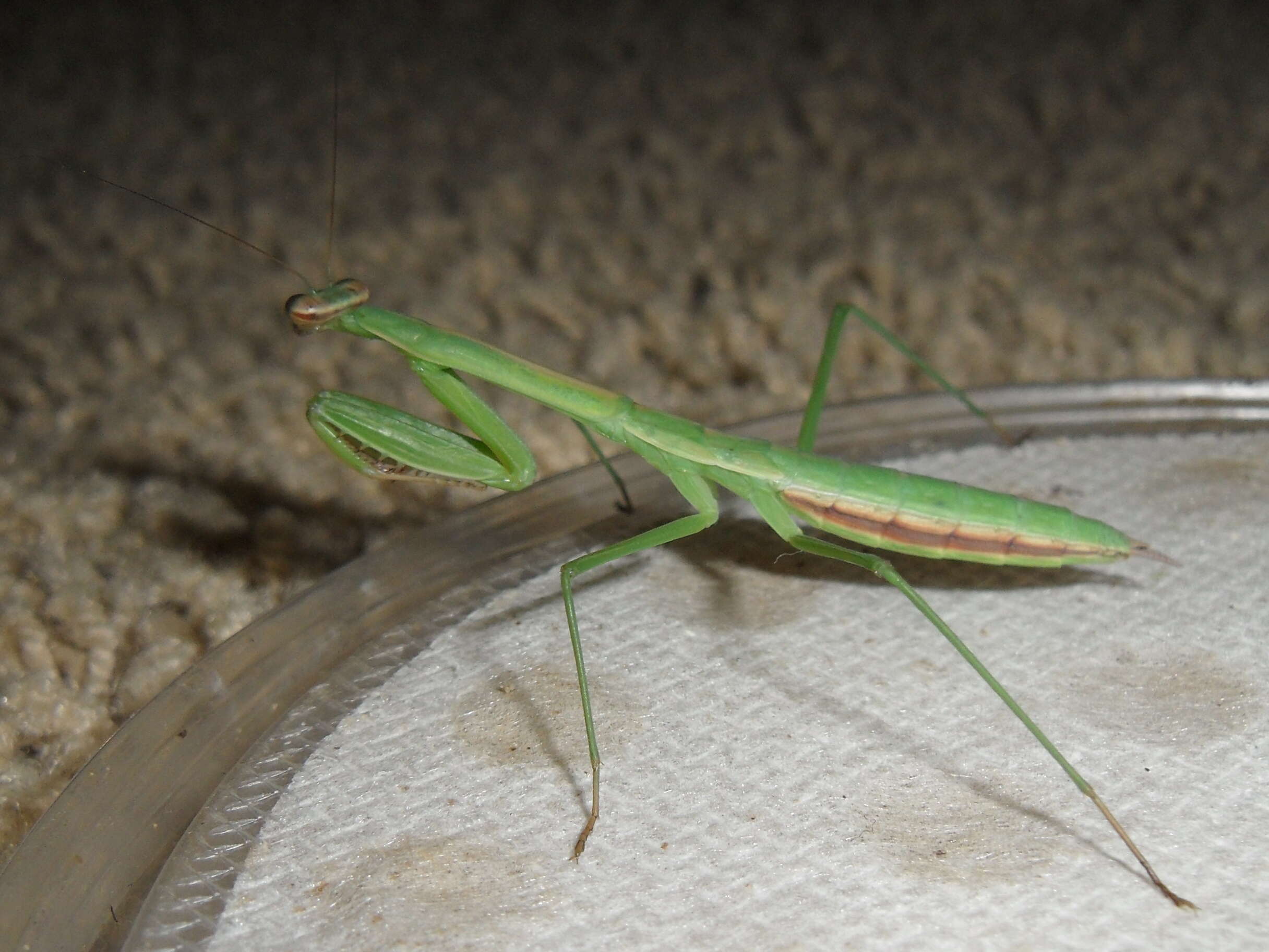 Image of Chinese mantis