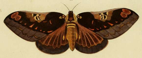 Image of Citheronia phoronea (Cramer 1779)