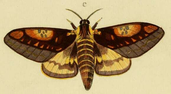 Image of Citheronia phoronea (Cramer 1779)