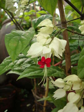 Слика од Clerodendrum thomsoniae Balf. fil.