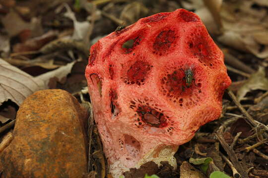 Image of Clathrus crispus