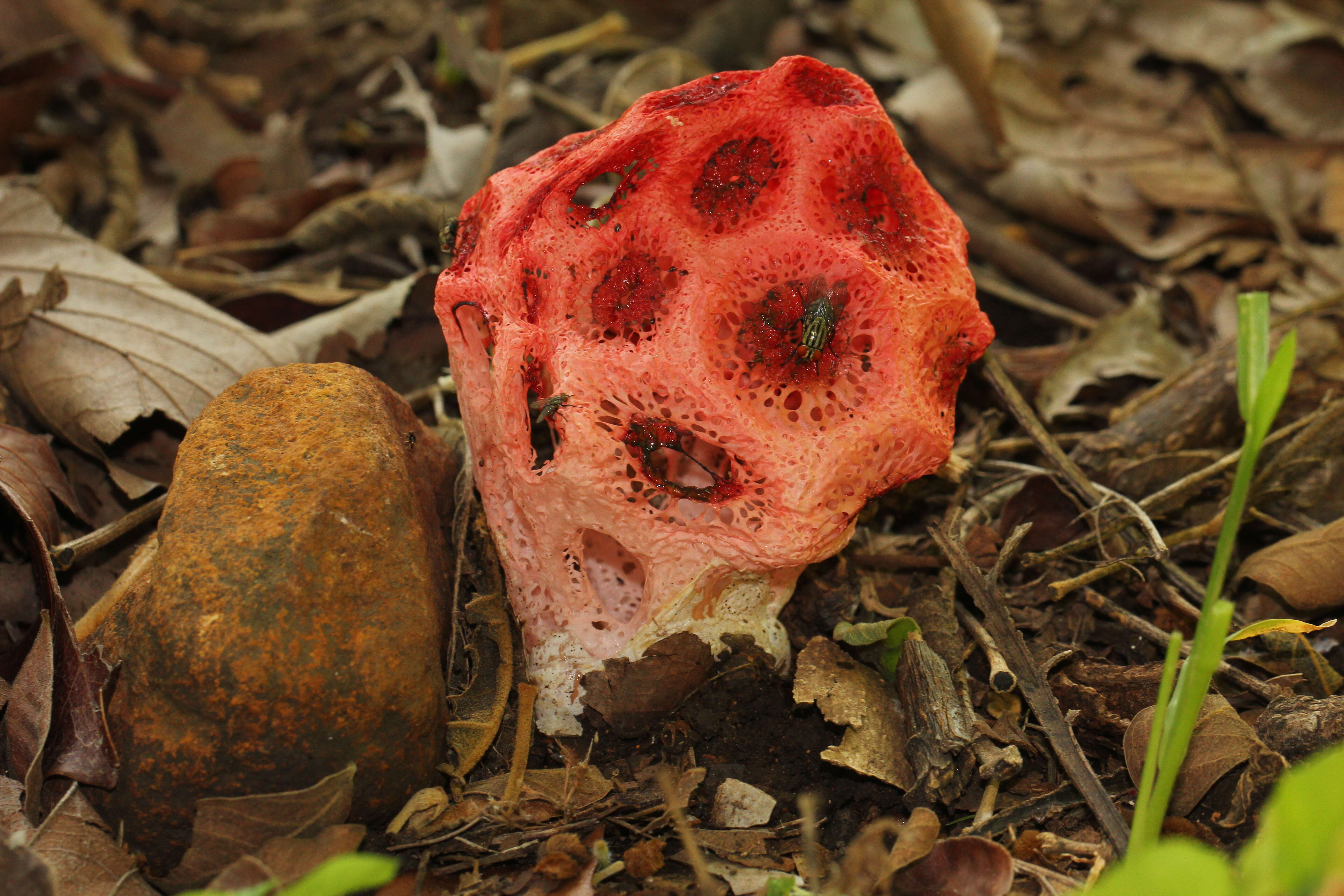 Image of Clathrus crispus