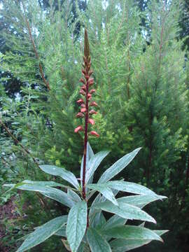 Imagem de Digitalis canariensis L.