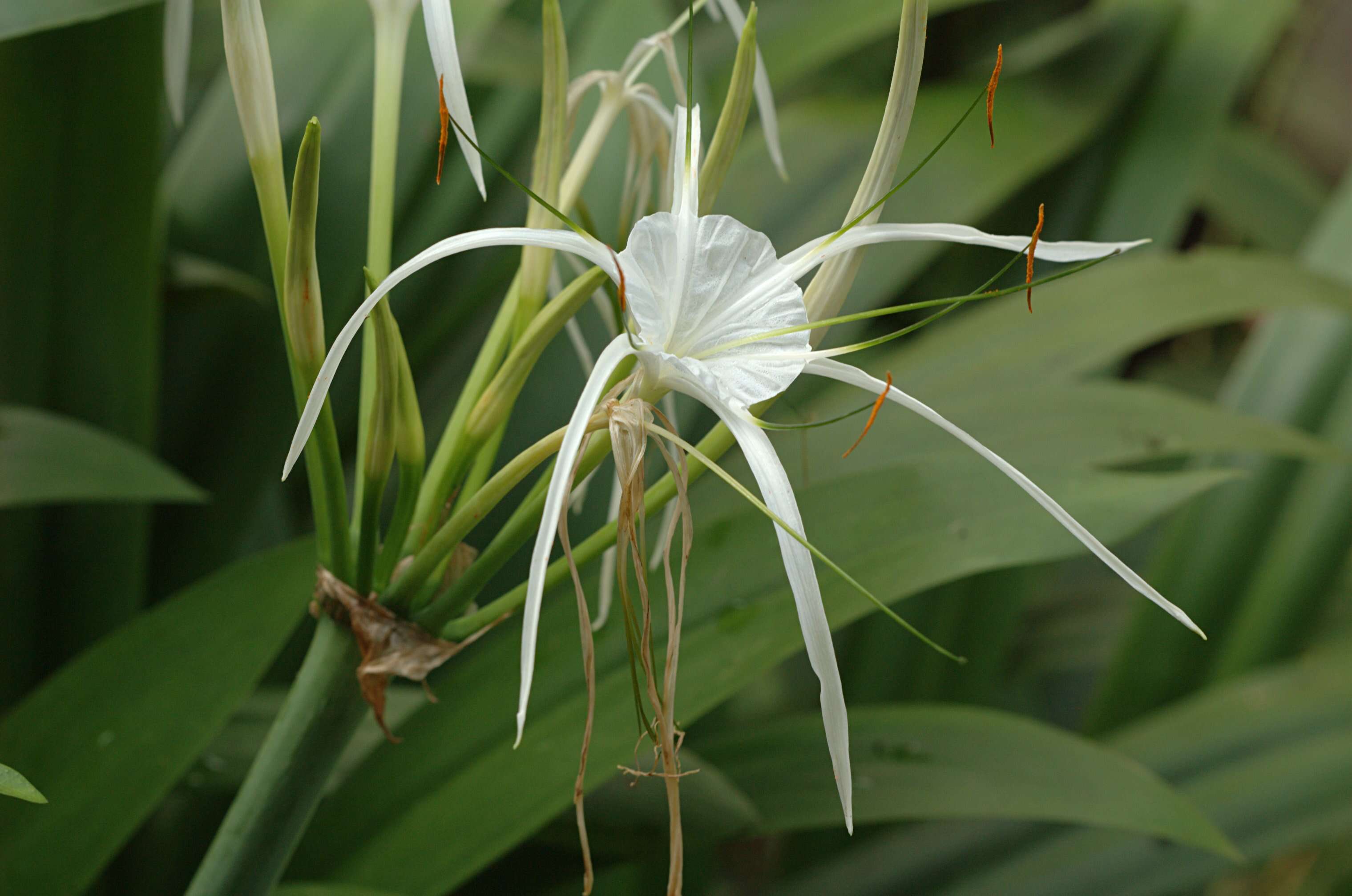 Image of beach spiderlily