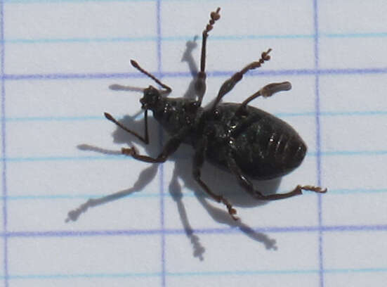 Image of Lilac Root Weevil