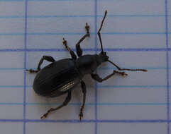 Image of Lilac Root Weevil