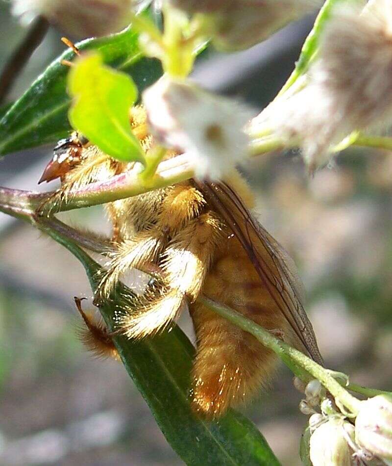 Plancia ëd Xylocopa varipuncta Patton 1879