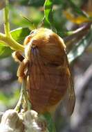 Plancia ëd Xylocopa varipuncta Patton 1879