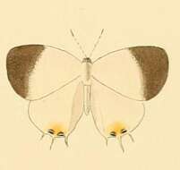 Image of Syrmoptera amasa (Hewitson (1869))