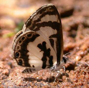 Image of White-banded Babul Blue