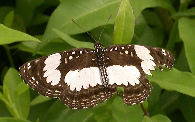 Image of Neptis morosa Overlaet 1955