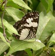 Image of Neptis morosa Overlaet 1955