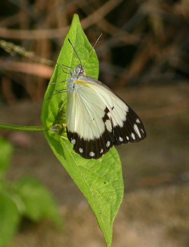 Image of Belenois creona (Cramer (1776))