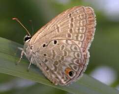 Image of Euchrysops malathana (Boisduval 1833)