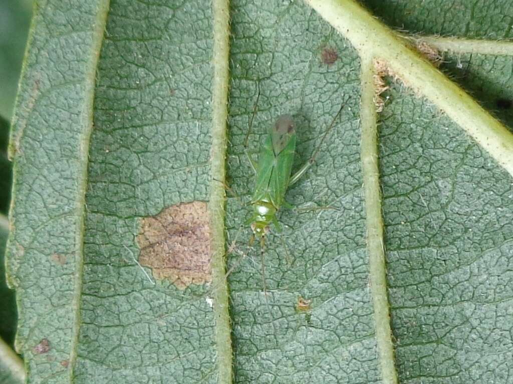 Image of Black-kneed Capsid