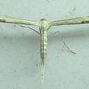 Imagem de Pterophorinae