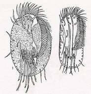 Image of Euplotidae