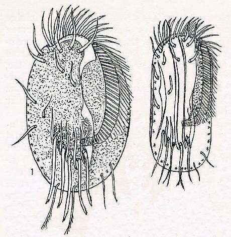 Euplotidae的圖片