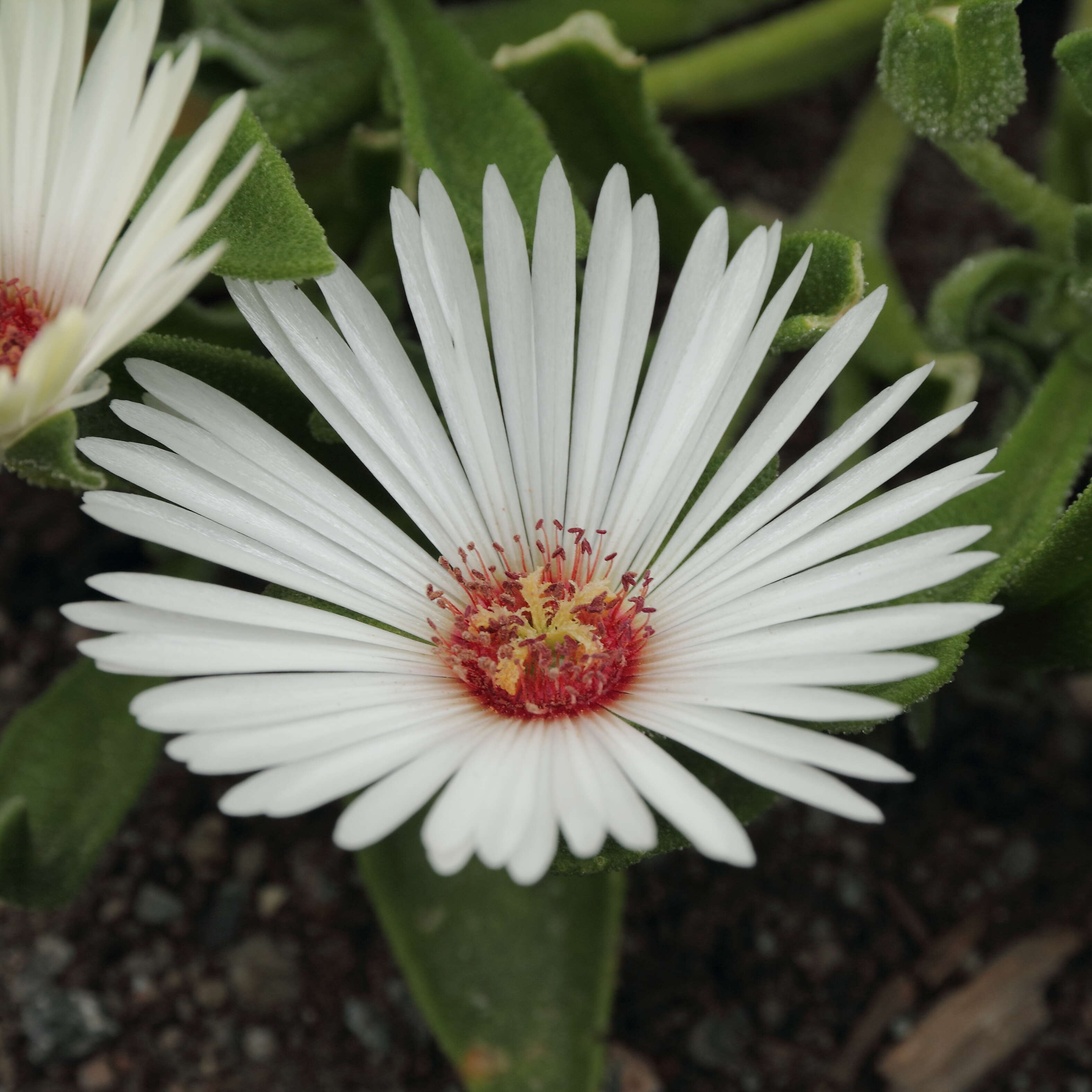 Image of Cleretum bellidiforme (Burman fil.) G. D. Rowley