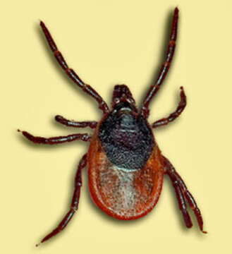 Image of Ixodes persulcatus Schulze 1930