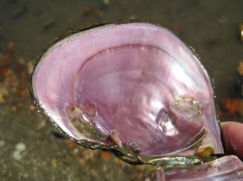 Image of Pink Papershell