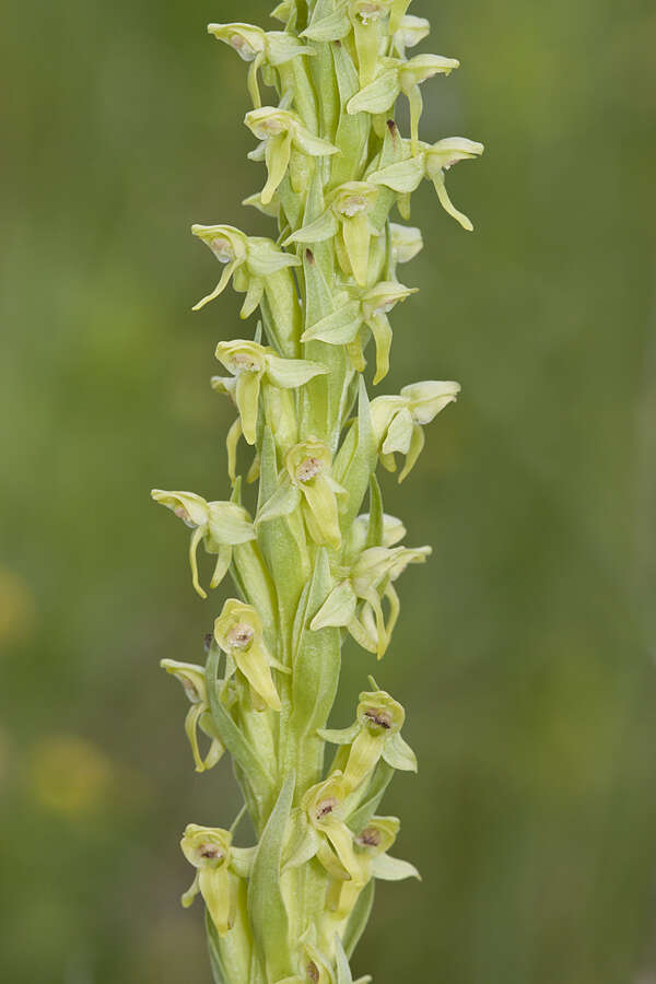 Image of Northern green orchid