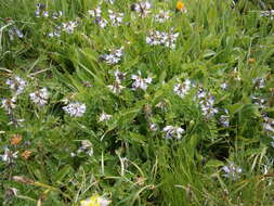 صورة Astragalus alpinus L.