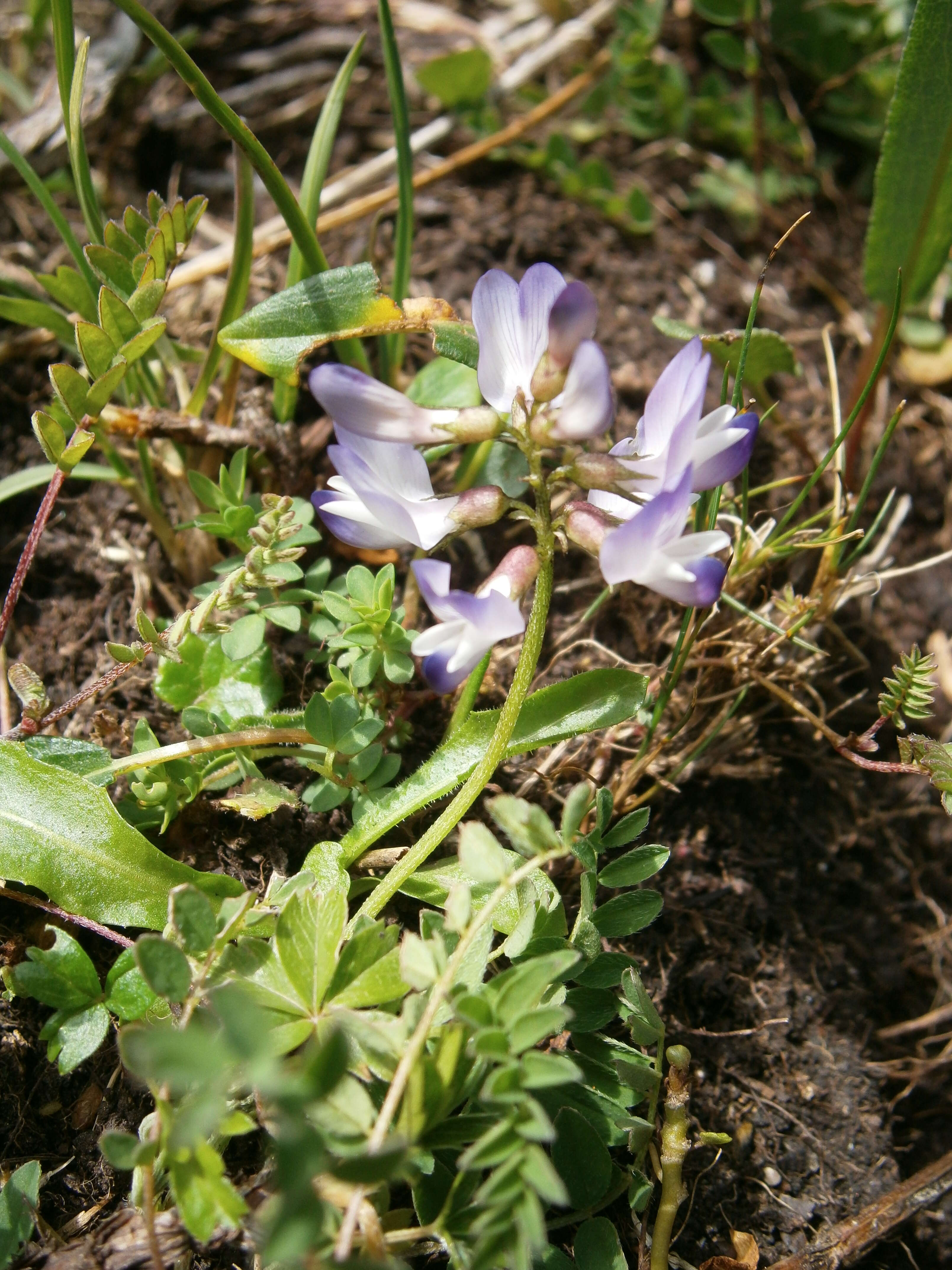 صورة Astragalus alpinus L.