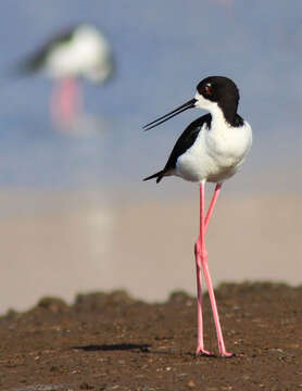 Image of Hawaiian stilt