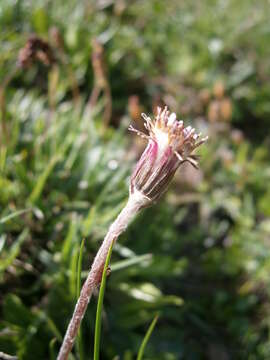 Image of Purple Coltsfoot