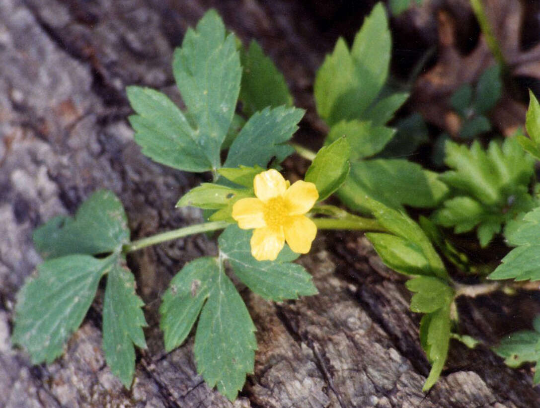 Слика од Ranunculus fascicularis Muhl. ex Bigel.