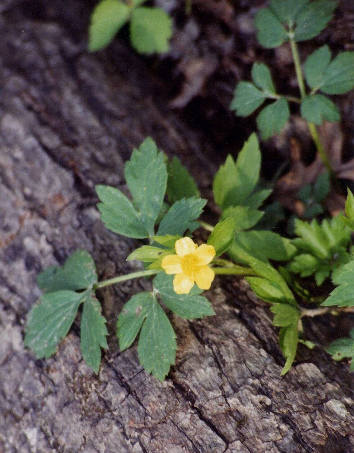 Слика од Ranunculus fascicularis Muhl. ex Bigel.