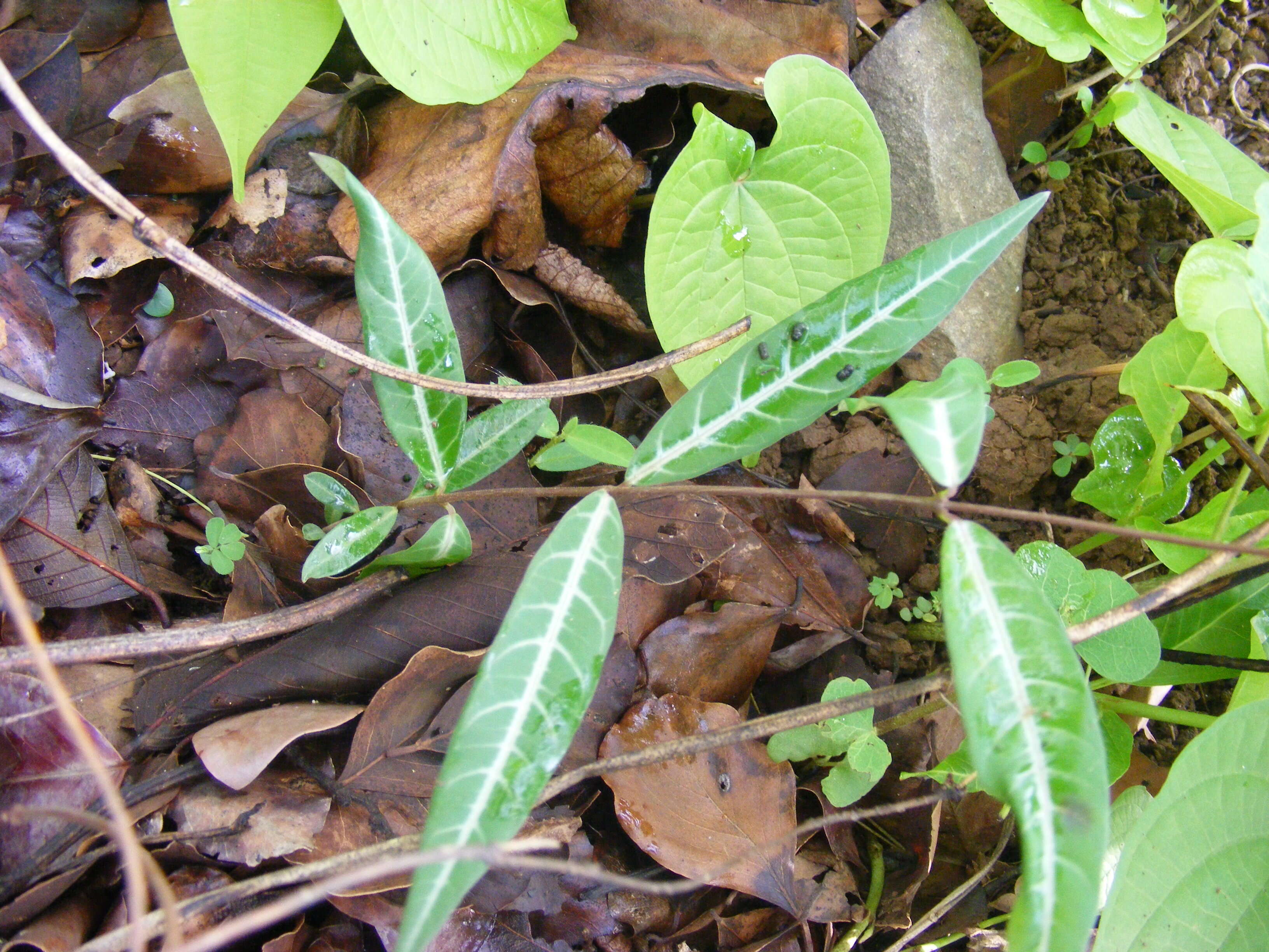 Image de Hemidesmus indicus (L.) R. Br.